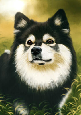 Finnish Lapphund